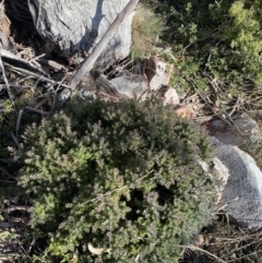 Acrotriche leucocarpa at Paddys River, ACT - 26 Jun 2022