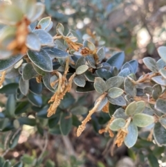 Grevillea diminuta at Paddys River, ACT - 26 Jun 2022 by Ned_Johnston