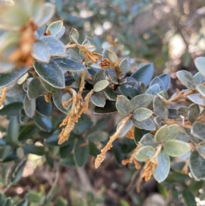 Grevillea diminuta at Paddys River, ACT - 26 Jun 2022 01:24 PM