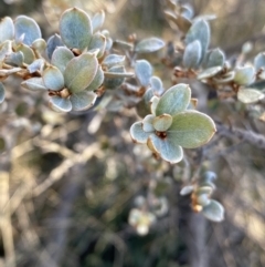 Grevillea diminuta at Paddys River, ACT - 26 Jun 2022 01:24 PM