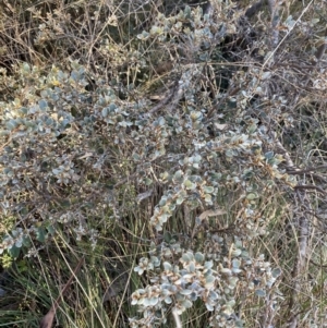 Grevillea diminuta at Paddys River, ACT - 26 Jun 2022 01:24 PM