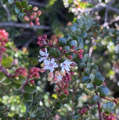 Leionema lamprophyllum subsp. obovatum (Shiny Phebalium) at Paddys River, ACT - 26 Jun 2022 by Ned_Johnston