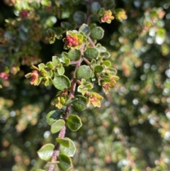 Leionema lamprophyllum subsp. obovatum at Paddys River, ACT - 26 Jun 2022