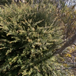 Leionema lamprophyllum subsp. obovatum at Paddys River, ACT - 26 Jun 2022