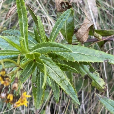 Senecio linearifolius var. latifolius at Paddys River, ACT - 26 Jun 2022 by Ned_Johnston