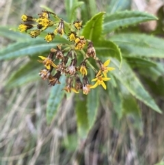 Senecio linearifolius var. latifolius at Paddys River, ACT - 26 Jun 2022