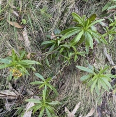 Senecio linearifolius var. latifolius at Paddys River, ACT - 26 Jun 2022