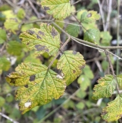 Rubus parvifolius (Native Raspberry) at Paddys River, ACT - 26 Jun 2022 by NedJohnston