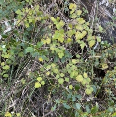 Rubus parvifolius at Paddys River, ACT - 26 Jun 2022 02:50 PM