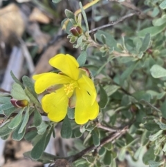 Hibbertia obtusifolia (Grey Guinea-flower) at Paddys River, ACT - 26 Jun 2022 by NedJohnston