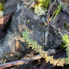 Crassula sieberiana (Austral Stonecrop) at Paddys River, ACT - 26 Jun 2022 by NedJohnston