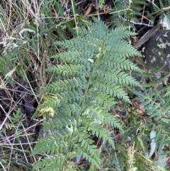 Polystichum proliferum (Mother Shield Fern) at Paddys River, ACT - 26 Jun 2022 by NedJohnston