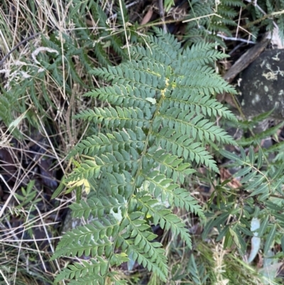 Polystichum proliferum (Mother Shield Fern) at Tidbinbilla Nature Reserve - 25 Jun 2022 by Ned_Johnston
