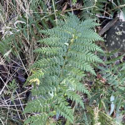 Polystichum proliferum (Mother Shield Fern) at Paddys River, ACT - 26 Jun 2022 by NedJohnston