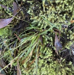 Luzula (genus) (Woodrush) at Barneys Hill/Mt Stranger - 26 Jun 2022 by NedJohnston