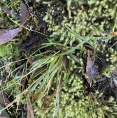 Luzula sp. (Woodrush) at Bonython, ACT - 25 Jun 2022 by Ned_Johnston