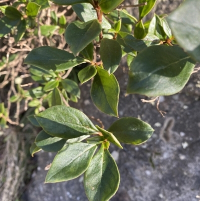 Coprosma hirtella (Currant Bush) at Paddys River, ACT - 26 Jun 2022 by NedJohnston