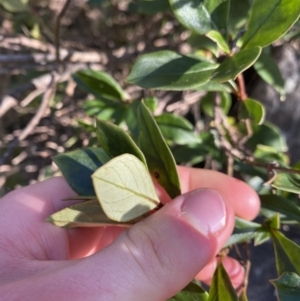 Coprosma hirtella at Paddys River, ACT - 26 Jun 2022 09:54 AM