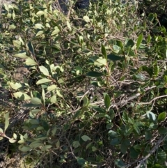 Coprosma hirtella at Paddys River, ACT - 26 Jun 2022