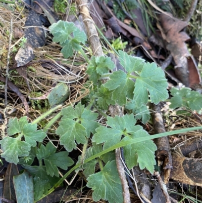 Ranunculus lappaceus (Australian Buttercup) at Paddys River, ACT - 26 Jun 2022 by NedJohnston