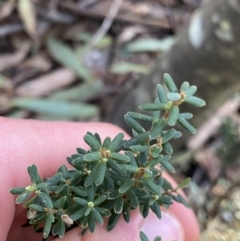Acrothamnus hookeri (Mountain Beard Heath) at Paddys River, ACT - 26 Jun 2022 by NedJohnston