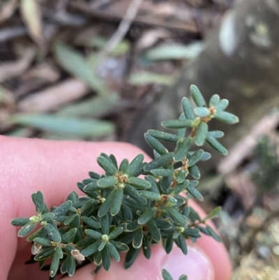 Acrothamnus hookeri (Mountain Beard Heath) at Paddys River, ACT - 25 Jun 2022 by Ned_Johnston