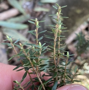 Acrothamnus hookeri at Paddys River, ACT - 26 Jun 2022