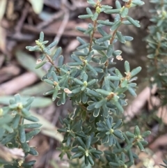 Acrothamnus hookeri at Paddys River, ACT - 26 Jun 2022