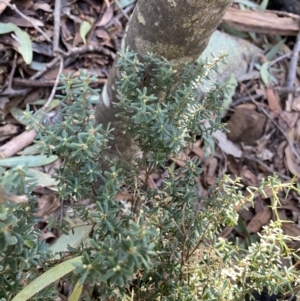 Acrothamnus hookeri at Paddys River, ACT - 26 Jun 2022