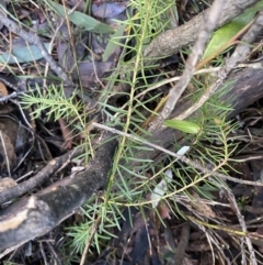 Persoonia chamaepeuce (Dwarf Geebung) at Paddys River, ACT - 26 Jun 2022 by NedJohnston