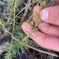 Persoonia chamaepeuce at Paddys River, ACT - 26 Jun 2022