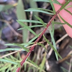 Persoonia chamaepeuce at Paddys River, ACT - 26 Jun 2022