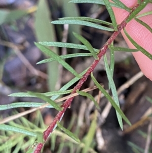 Persoonia chamaepeuce at Paddys River, ACT - 26 Jun 2022 10:07 AM