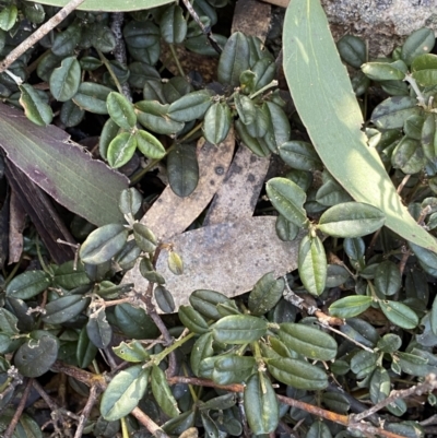 Podolobium alpestre (Shaggy Alpine Pea) at Cotter River, ACT - 26 Jun 2022 by Ned_Johnston