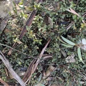 Podolobium alpestre at Cotter River, ACT - 26 Jun 2022 10:08 AM