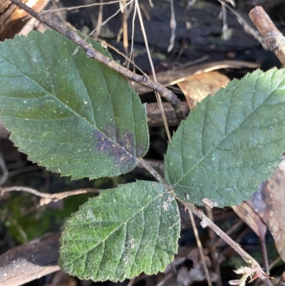 Rubus anglocandicans (Blackberry) at Paddys River, ACT - 26 Jun 2022 by NedJohnston