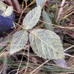 Rubus anglocandicans at Paddys River, ACT - 26 Jun 2022 10:23 AM