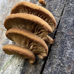 zz Agaric (stemless) at Cotter River, ACT - 26 Jun 2022