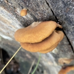 zz Agaric (stemless) at Cotter River, ACT - 26 Jun 2022