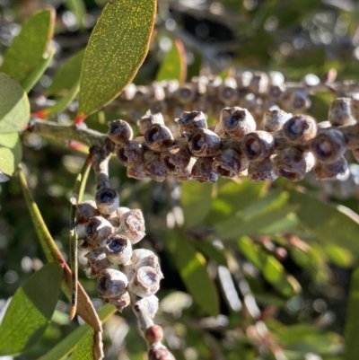 Callistemon pallidus (Lemon Bottlebrush) at Cotter River, ACT - 26 Jun 2022 by NedJohnston