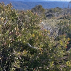 Callistemon pallidus at Cotter River, ACT - 26 Jun 2022