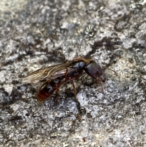 Amblyopone sp. (genus) at Cotter River, ACT - 26 Jun 2022