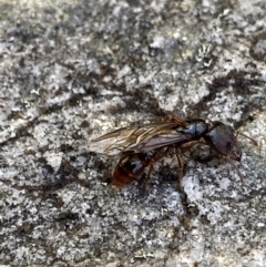 Amblyopone sp. (genus) at Cotter River, ACT - 26 Jun 2022