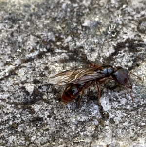 Amblyopone sp. (genus) at Cotter River, ACT - 26 Jun 2022