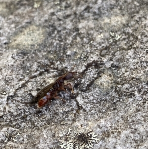 Amblyopone sp. (genus) at Cotter River, ACT - 26 Jun 2022