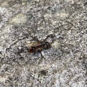 Amblyopone sp. (genus) at Cotter River, ACT - 26 Jun 2022