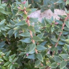 Acrotriche leucocarpa (Tall Acrotriche) at Cotter River, ACT - 26 Jun 2022 by NedJohnston