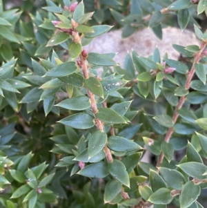 Acrotriche leucocarpa at Cotter River, ACT - 26 Jun 2022