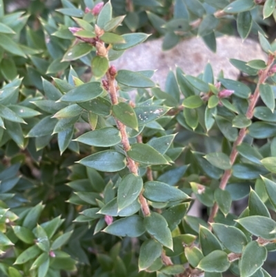 Acrotriche leucocarpa (Tall Acrotriche) at Cotter River, ACT - 26 Jun 2022 by NedJohnston