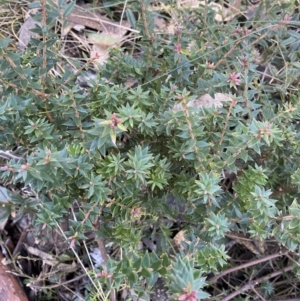 Acrotriche leucocarpa at Cotter River, ACT - 26 Jun 2022